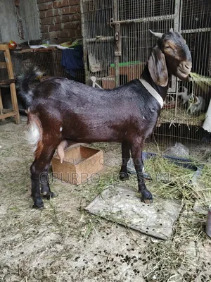 তোতাপুরি ক্রস পাঠা