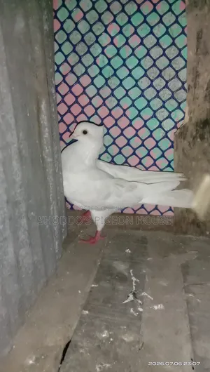 Pigeon for Sell