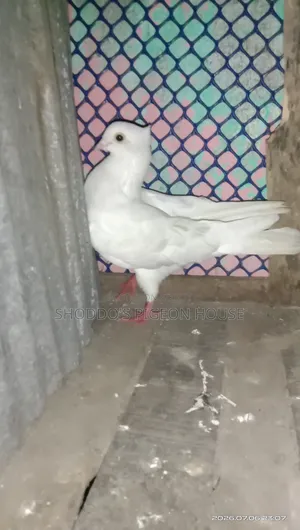 Pigeon for Sell