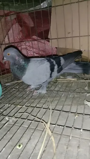 Pigeon for Sell
