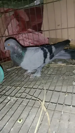 Pigeon for Sell