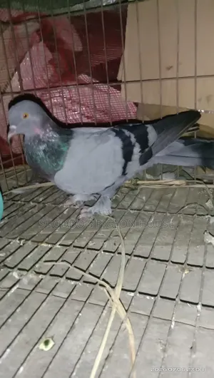 Pigeon for Sell