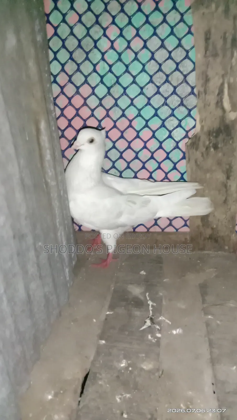 Pigeon for Sell