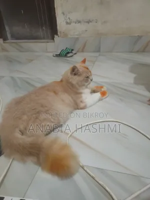 6-12 Months Male Purebred Persian