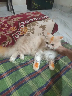 6-12 Months Male Purebred Persian