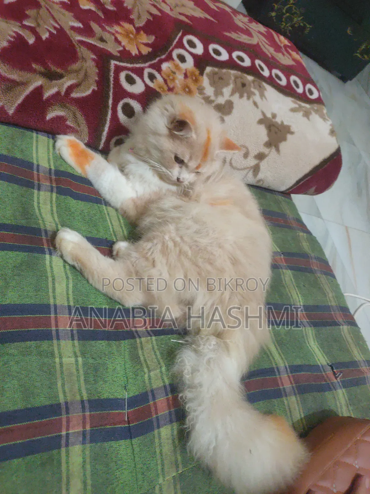 6-12 Months Male Purebred Persian