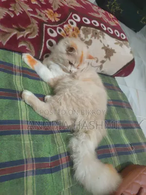 6-12 Months Male Purebred Persian