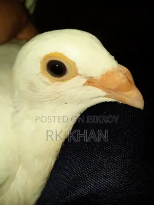 White Barb Huma Madi Bachha