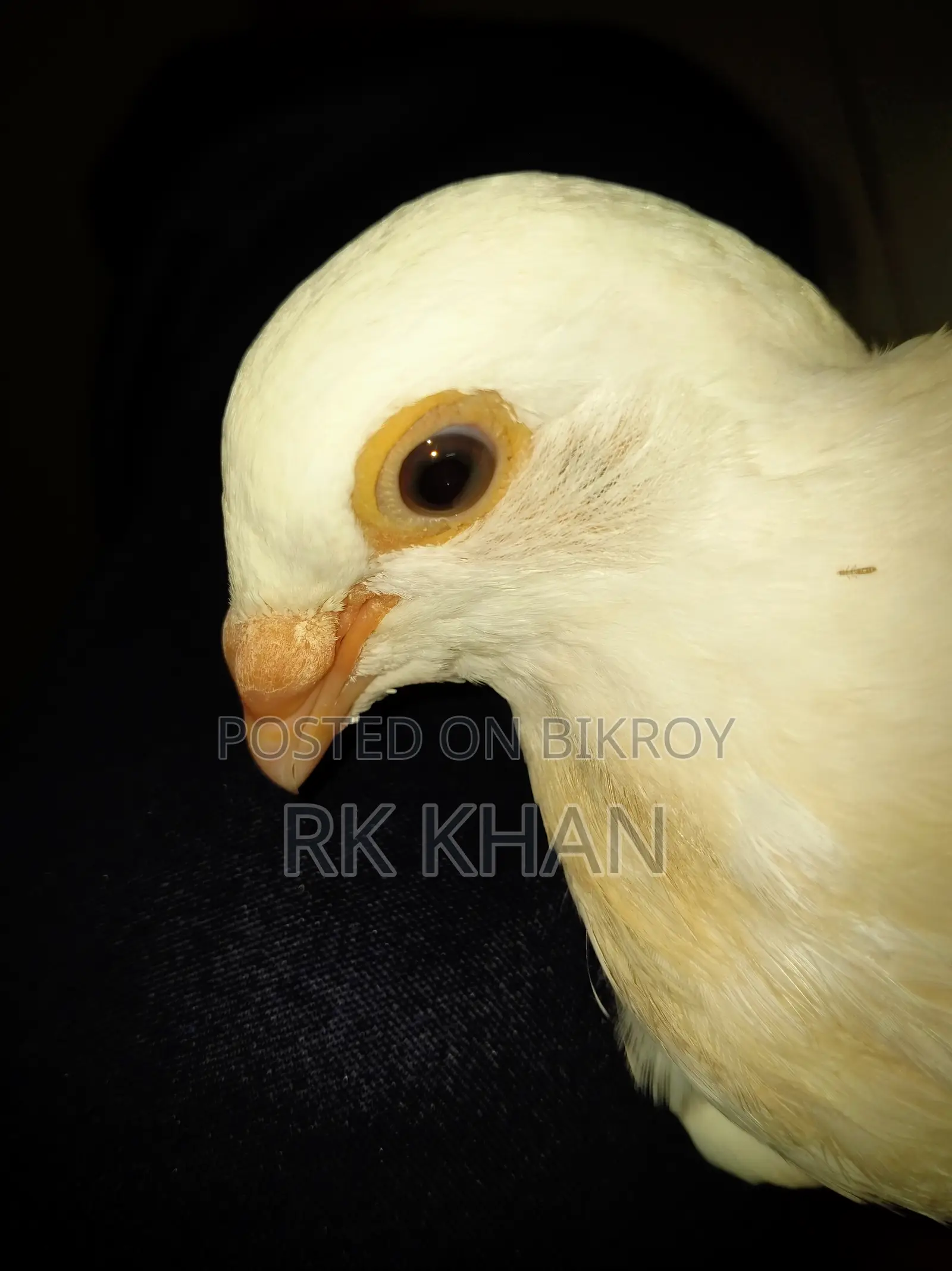 White Barb Huma Madi Bachha