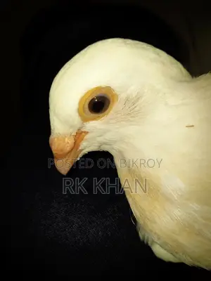 White Barb Huma Madi Bachha