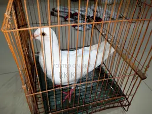 White Barb Huma Madi Bachha