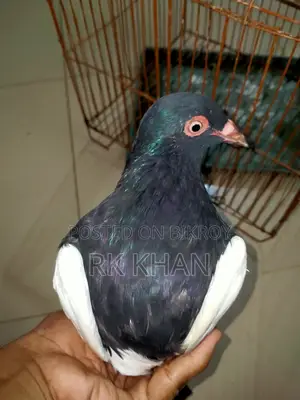 দোয়েল পাখির বাচ্চা