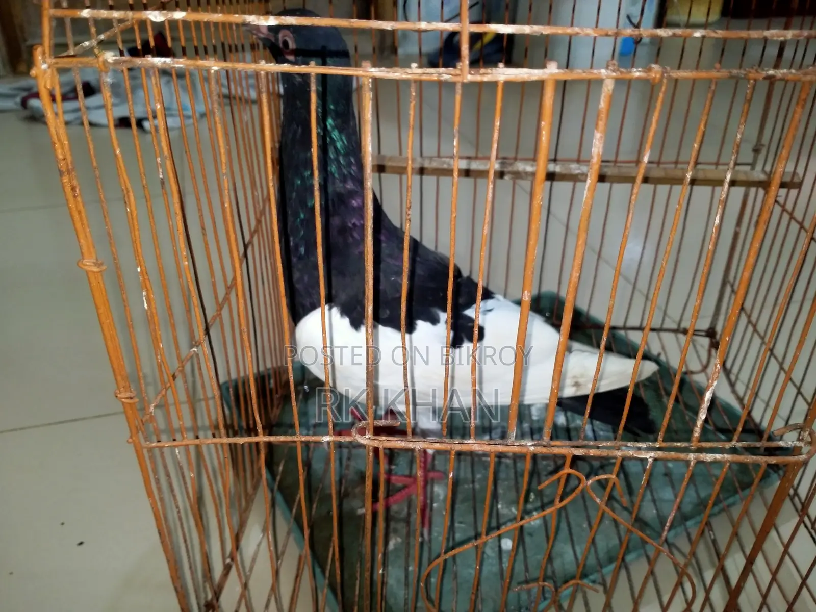 দোয়েল পাখির বাচ্চা