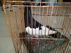 দোয়েল পাখির বাচ্চা