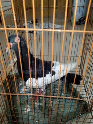 দোয়েল পাখির বাচ্চা