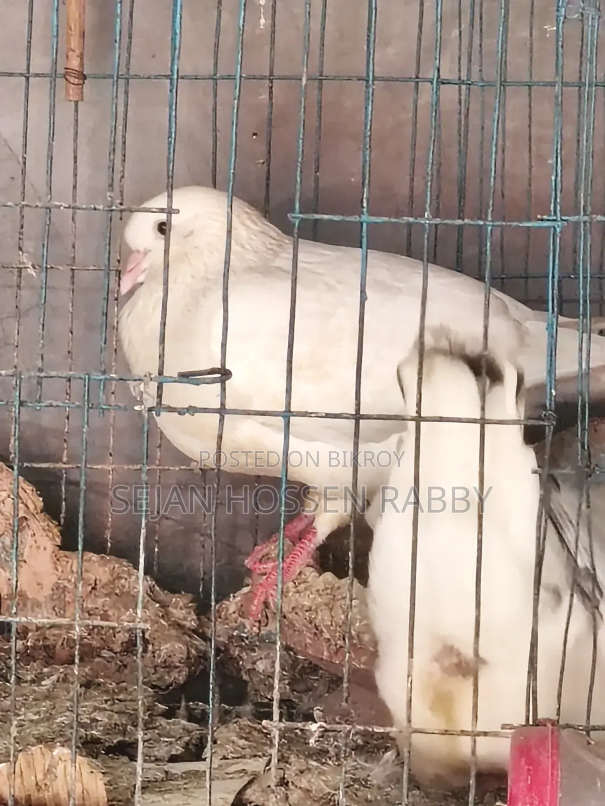 কিং রাজা কবুতর