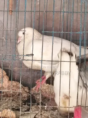 কিং রাজা কবুতর