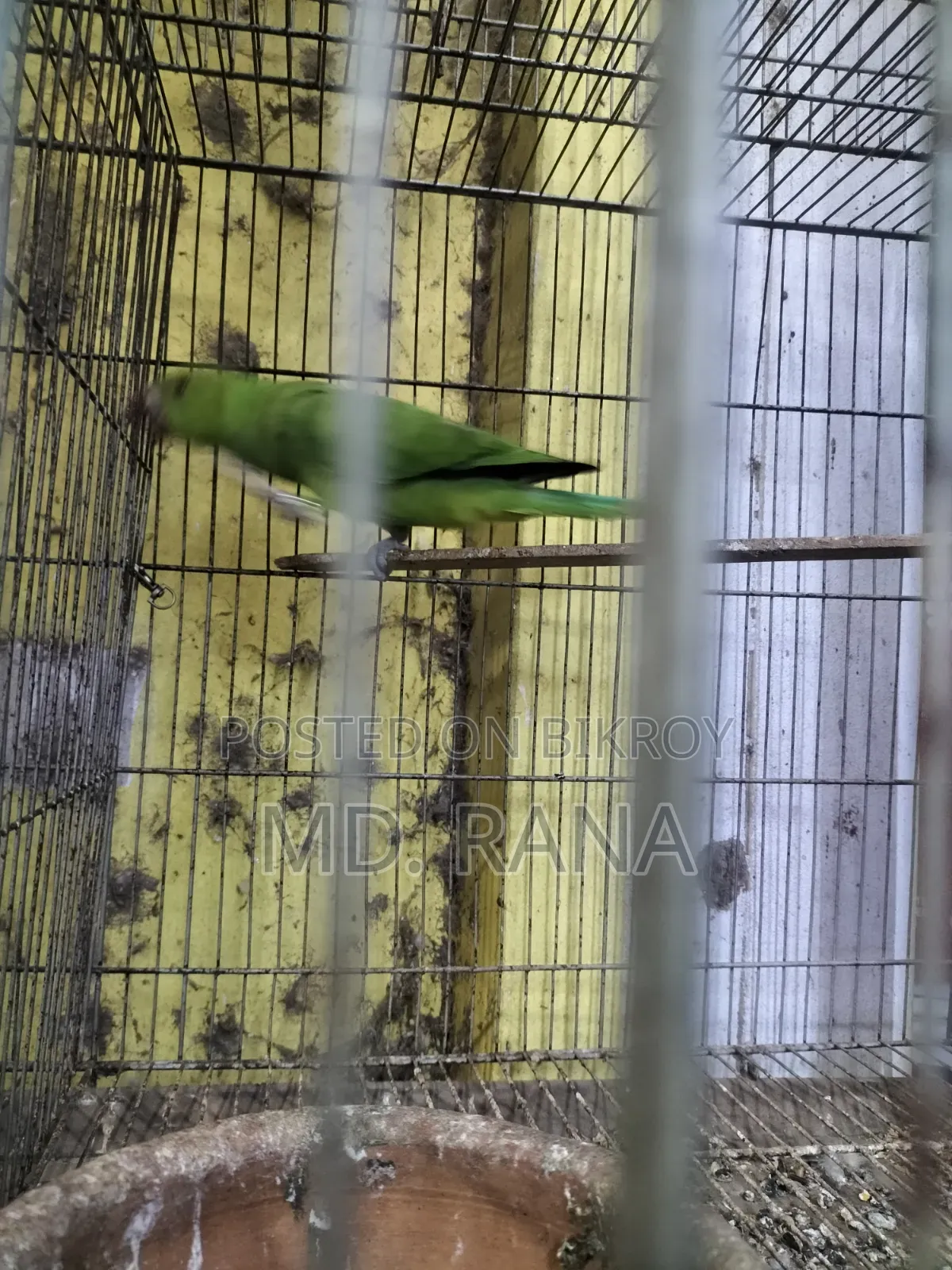 মাসুদ রানা