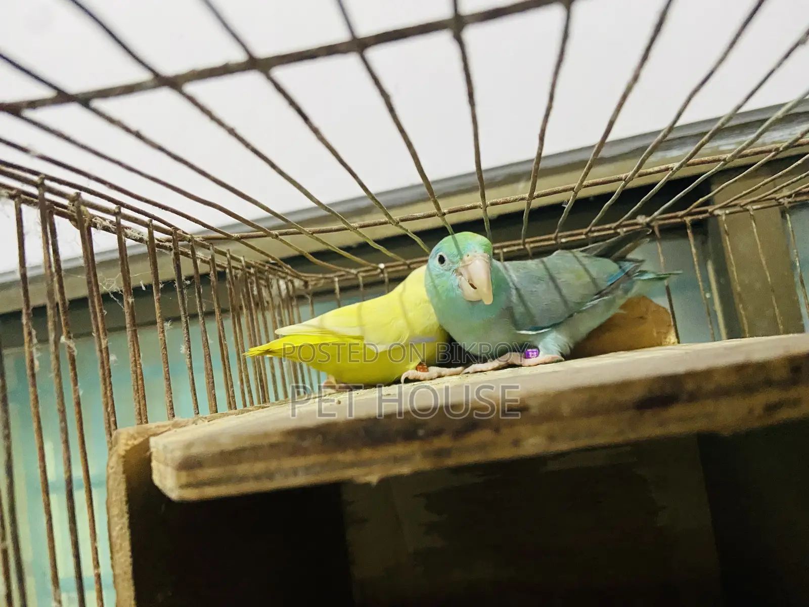 ফরপাস রানিং ফিমেল অনলি