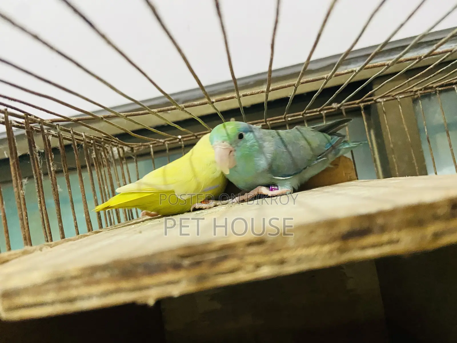 ফরপাস রানিং ফিমেল অনলি