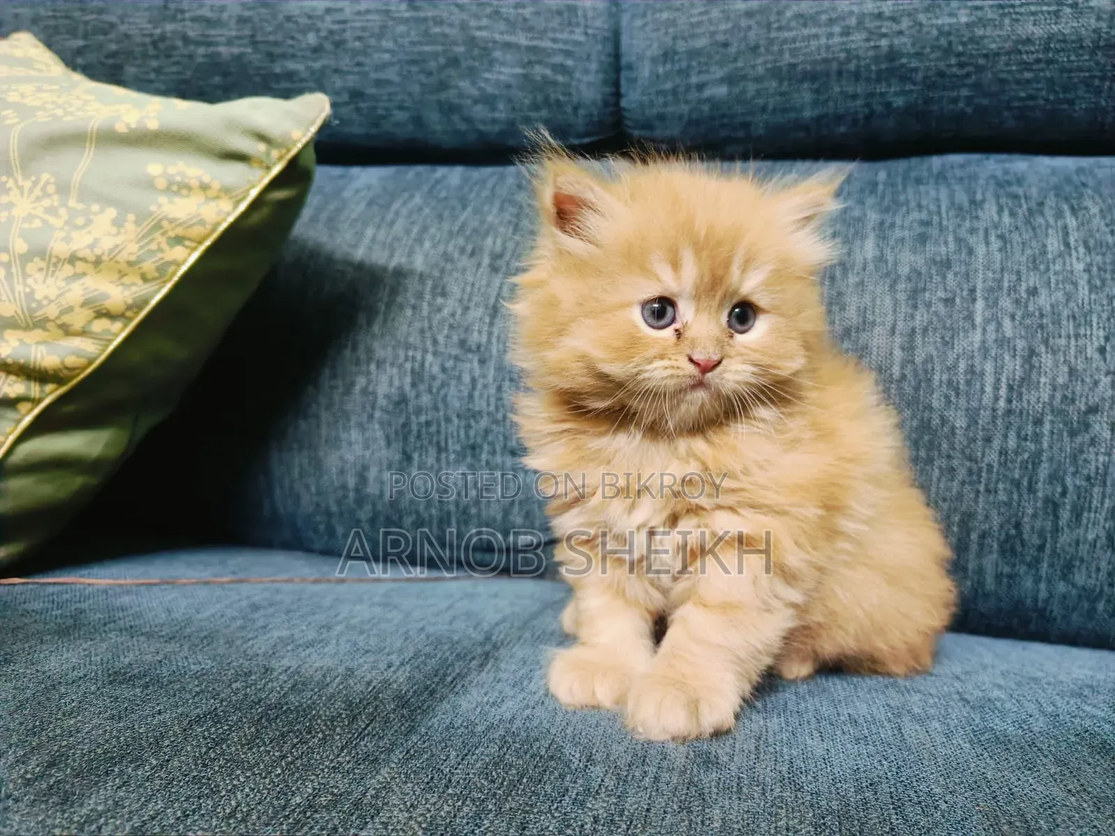 1-3 Months Male Purebred Persian