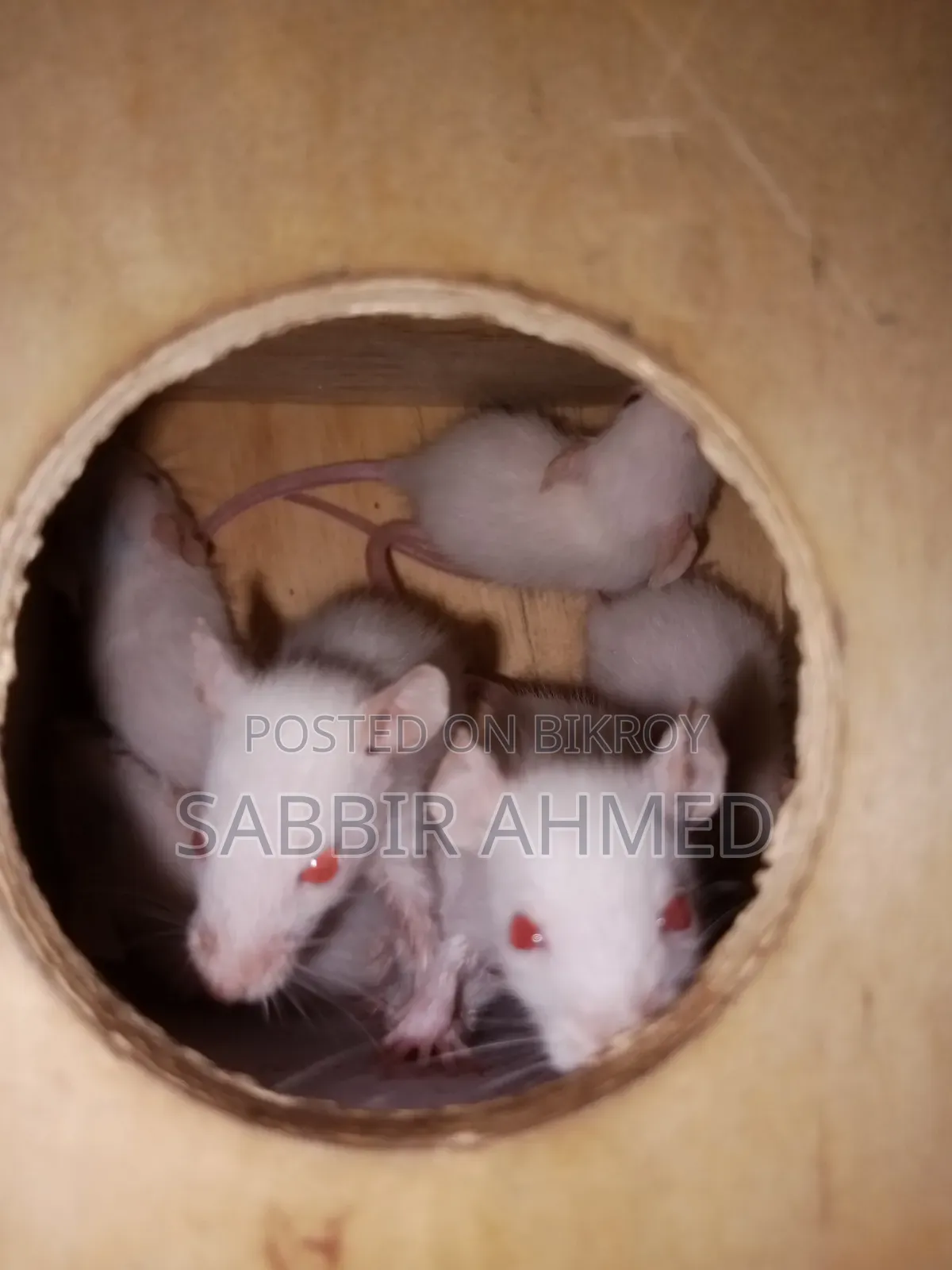 সাদা অ্যালবিনো ইঁদুর