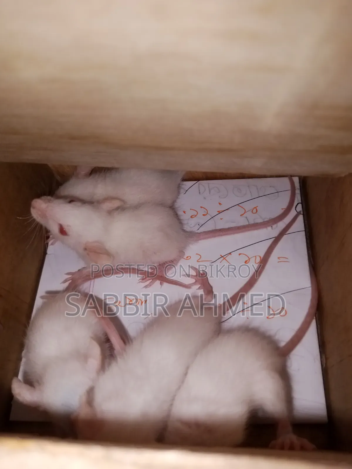সাদা অ্যালবিনো ইঁদুর