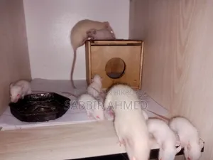 সাদা অ্যালবিনো ইঁদুর