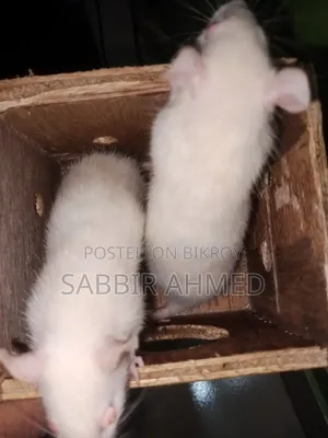 স্ত্রী সাদা অ্যালবিনো ইঁদুর