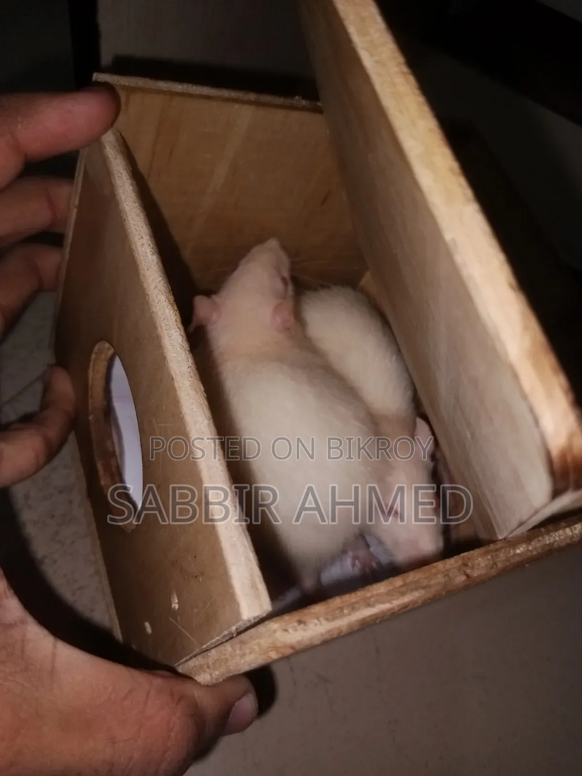 Female White Albino Mouse
