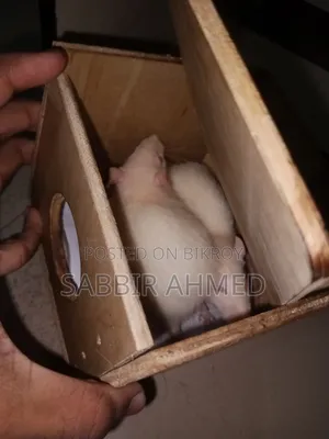 Female White Albino Mouse