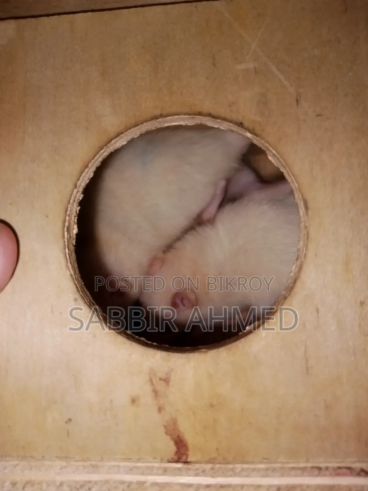 Female White Albino Mouse