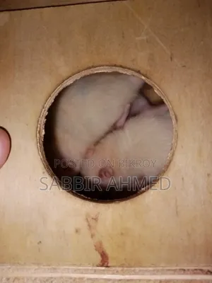 Female White Albino Mouse