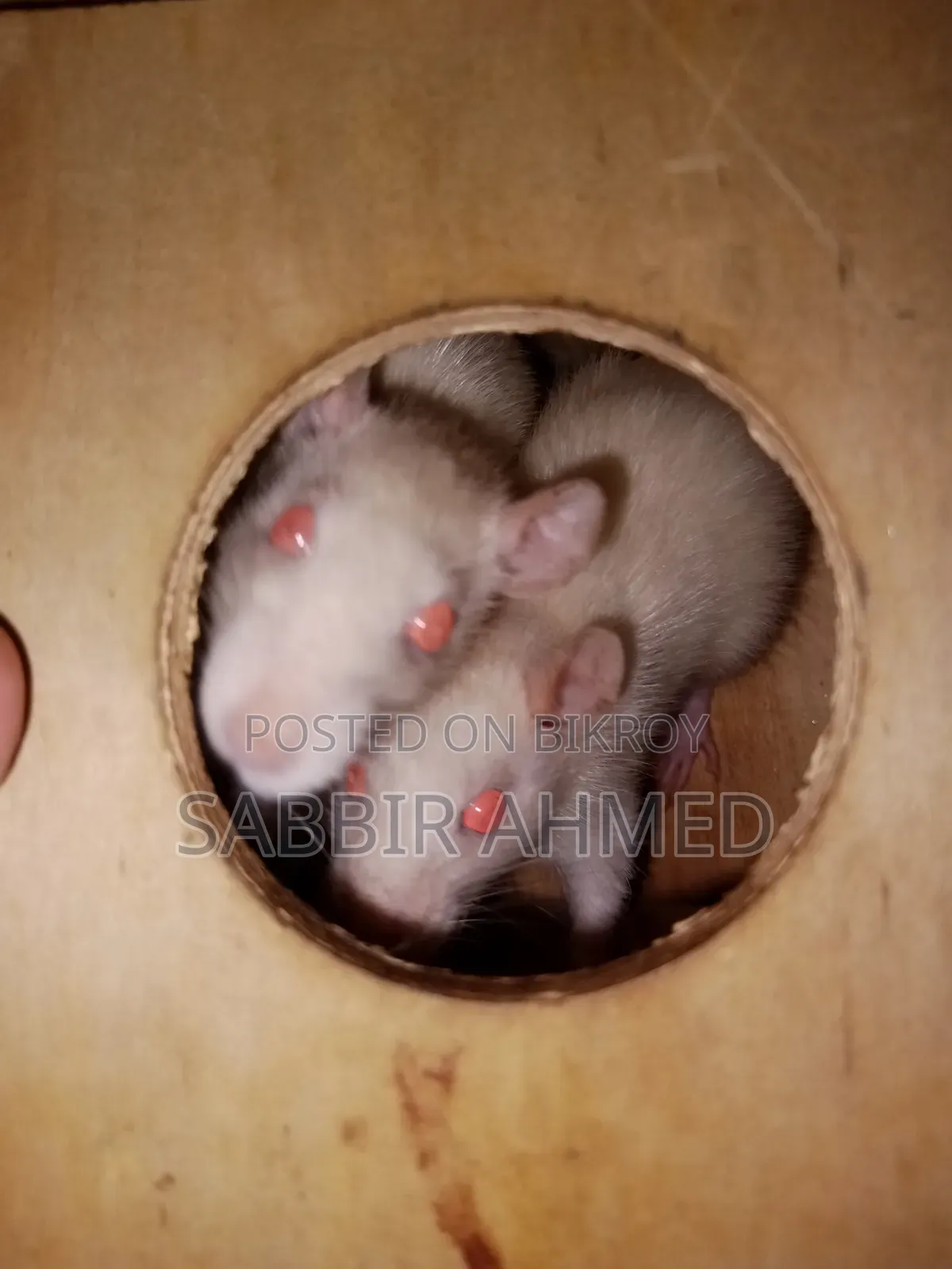 Female White Albino Mouse
