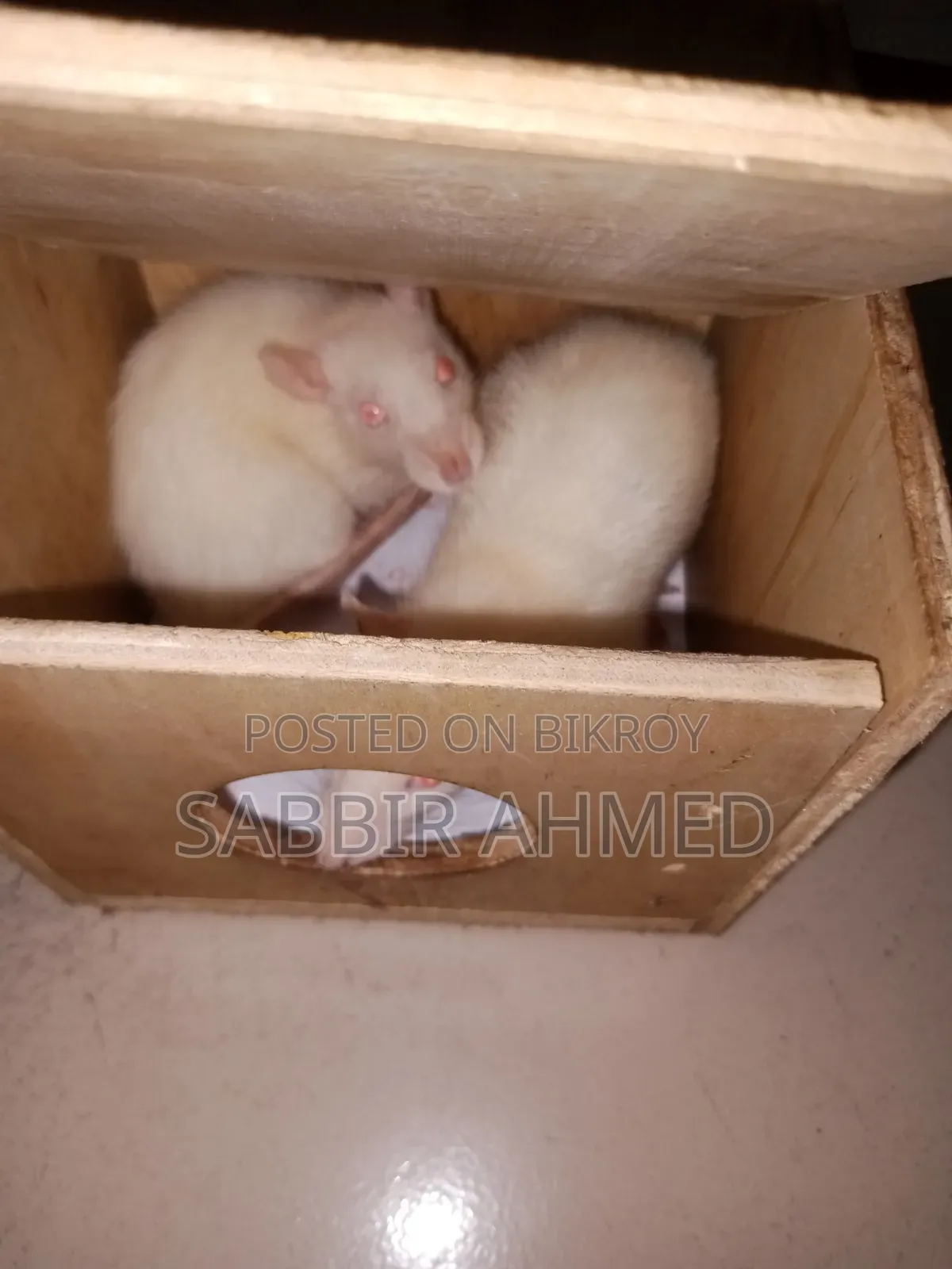 Female White Albino Mouse