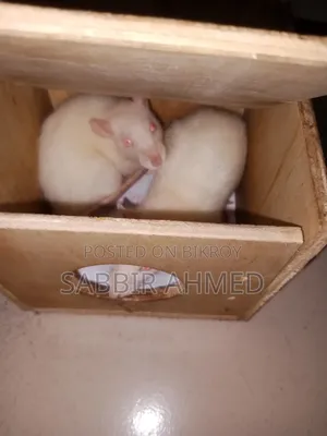 Female White Albino Mouse