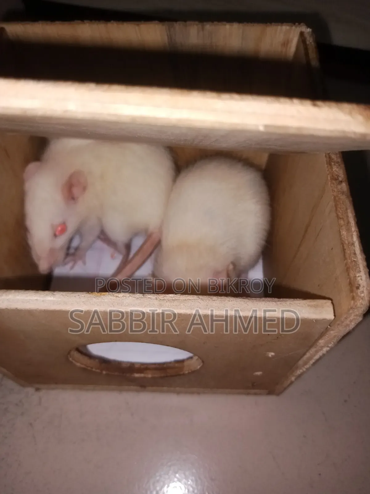 Female White Albino Mouse