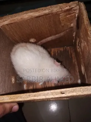 Male Write Albino Mouse
