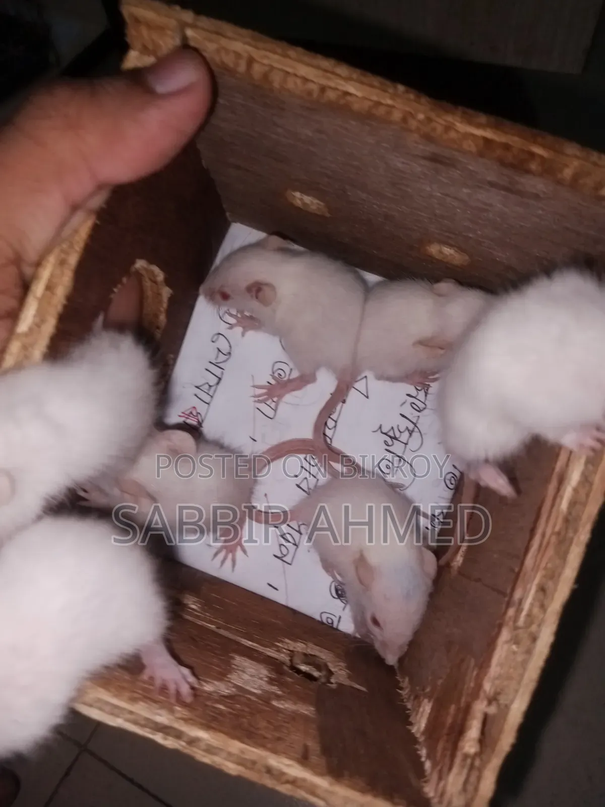 বেবি হোয়াইট অ্যালবিনো মাউস