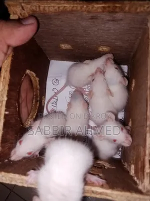 বেবি হোয়াইট অ্যালবিনো মাউস