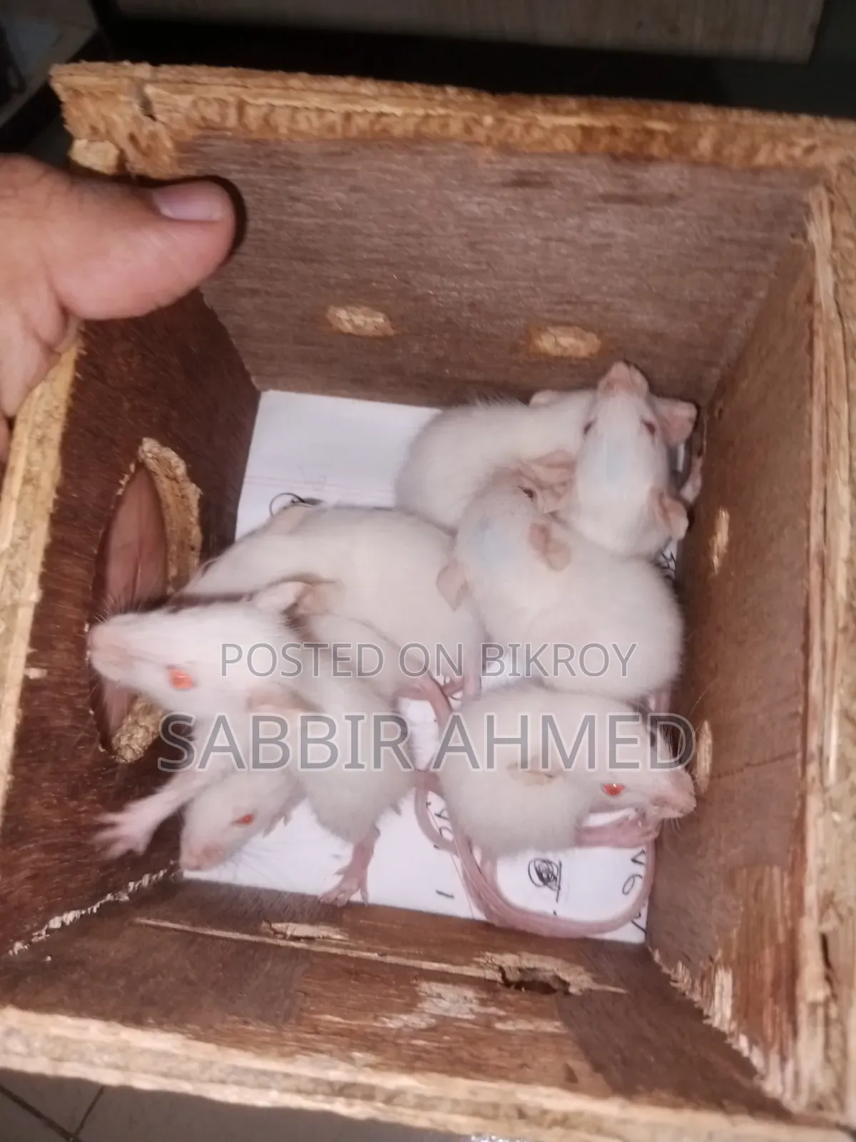 বেবি হোয়াইট অ্যালবিনো মাউস