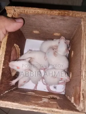 বেবি হোয়াইট অ্যালবিনো মাউস