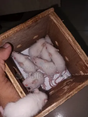 বেবি হোয়াইট অ্যালবিনো মাউস