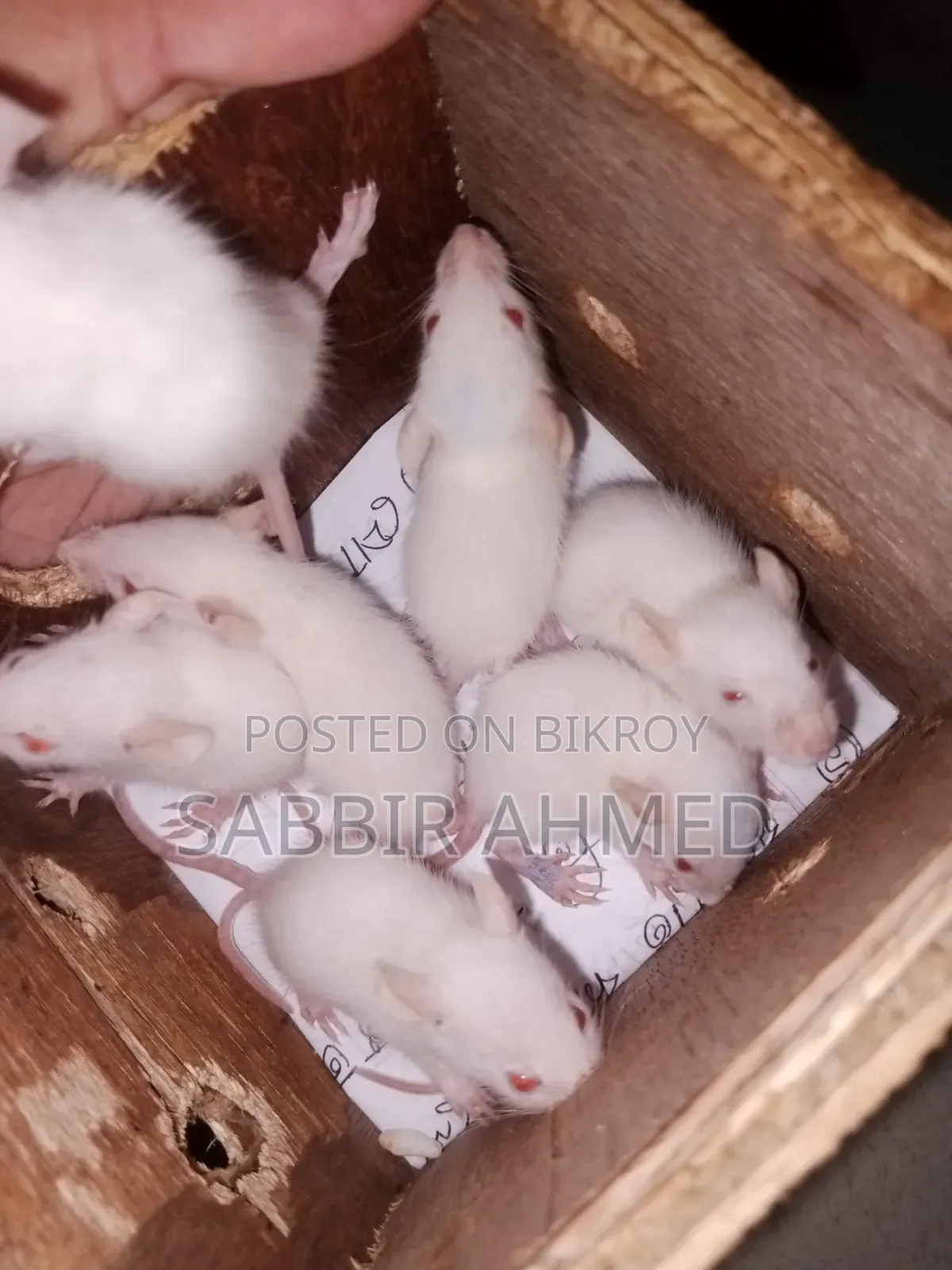 বেবি হোয়াইট অ্যালবিনো মাউস