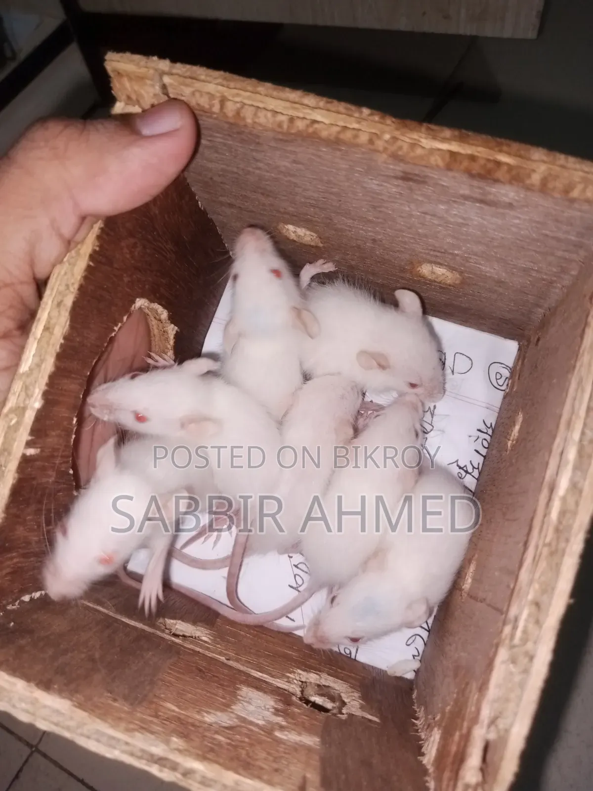 বেবি হোয়াইট অ্যালবিনো মাউস