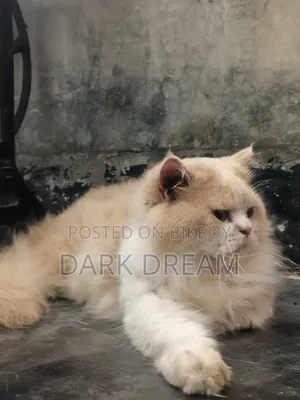 6-12 Months Male Purebred Persian