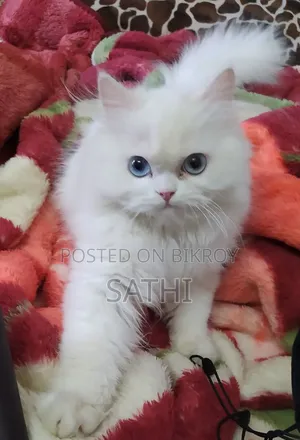 6-12 Months Male Purebred Persian