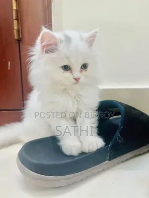 6-12 Months Male Purebred Persian