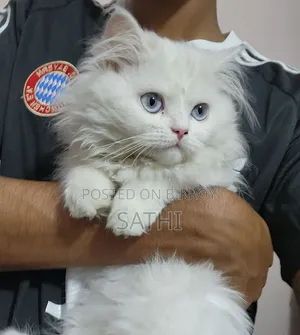 6-12 Months Male Purebred Persian