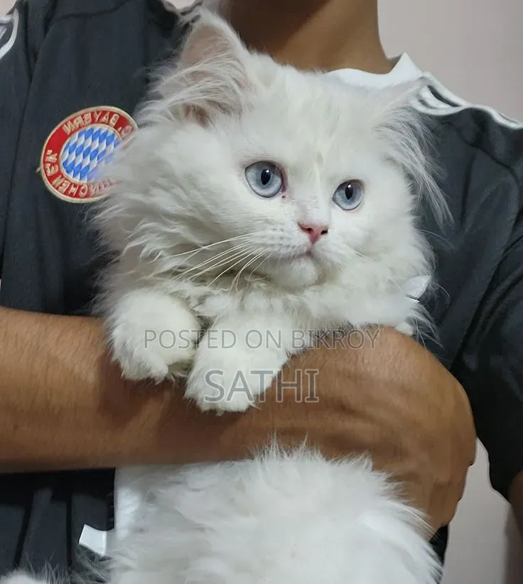 6-12 Months Male Purebred Persian